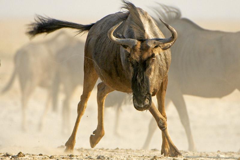 wildebeest_1