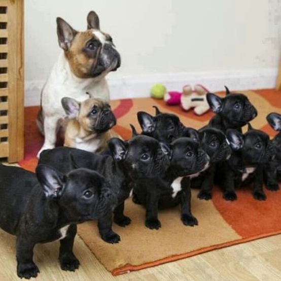 10 cute frenchies