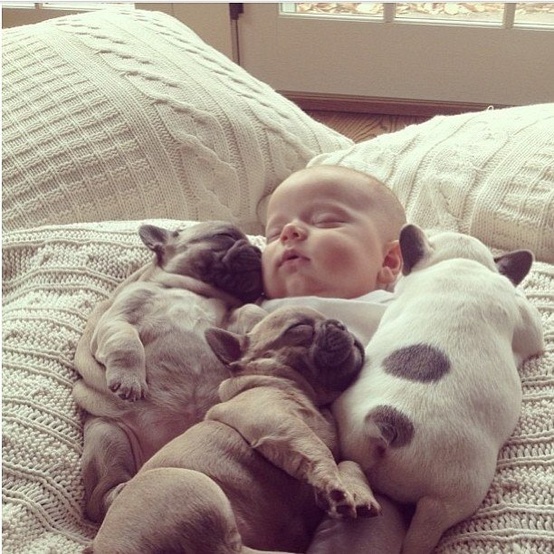 frenchie and baby