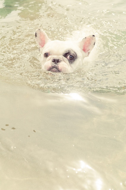 frenchie in the ocean