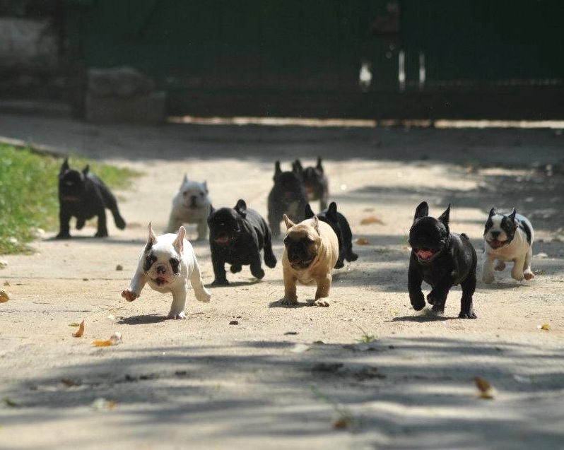 french bulldog puppies running