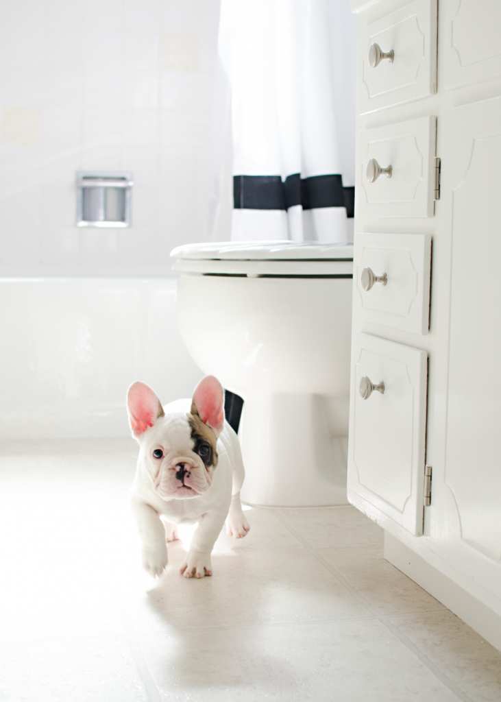 Olive the Frenchie | brittanyMakes