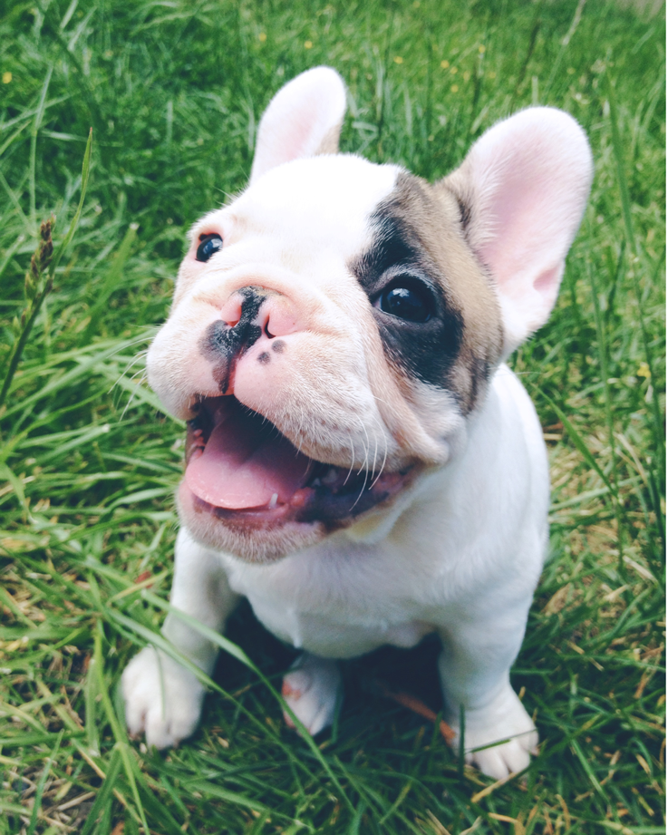 Olive the Frenchie | brittanyMakes