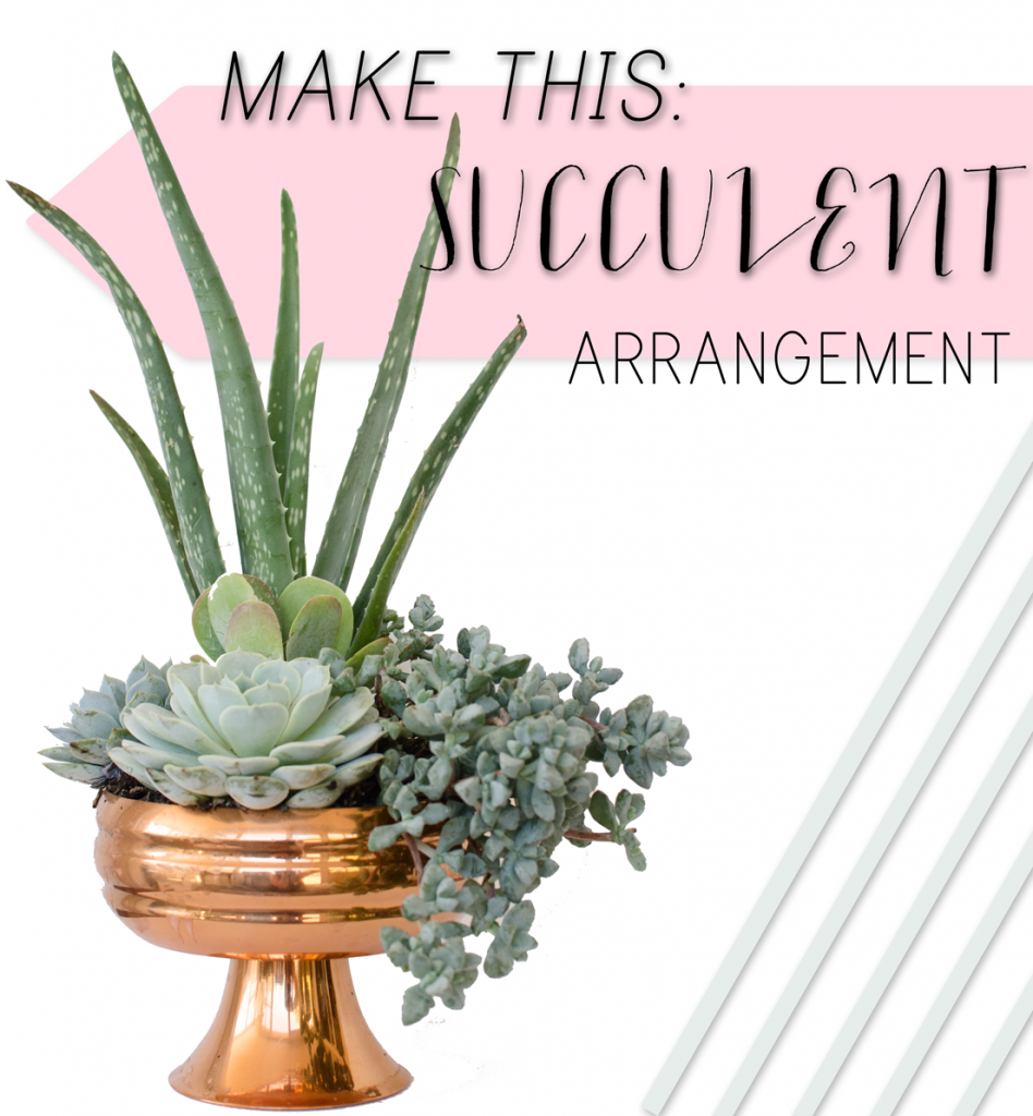 MAKE THIS: DIY Succulent Arrangement | brittanyMakes