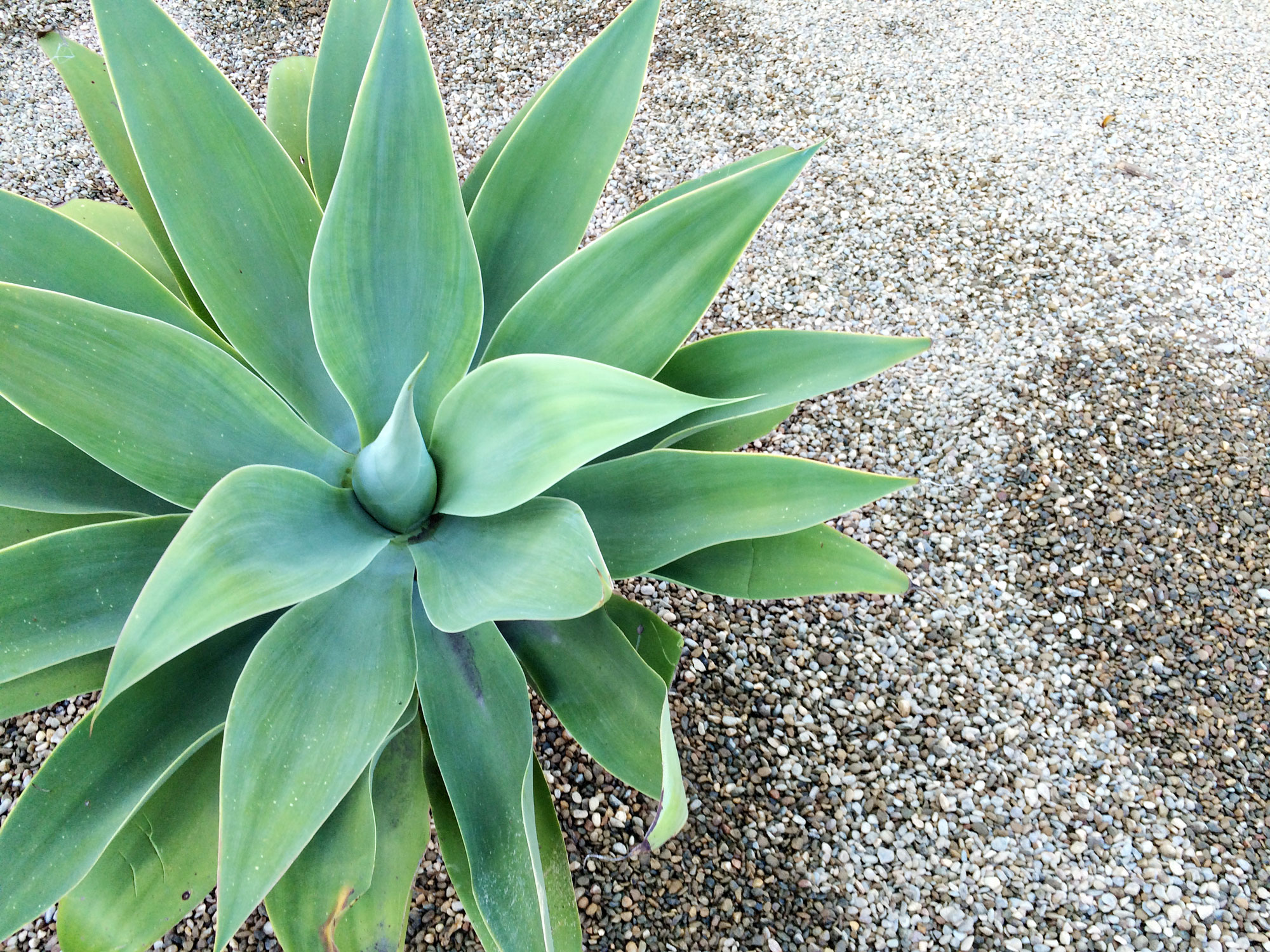 Agave