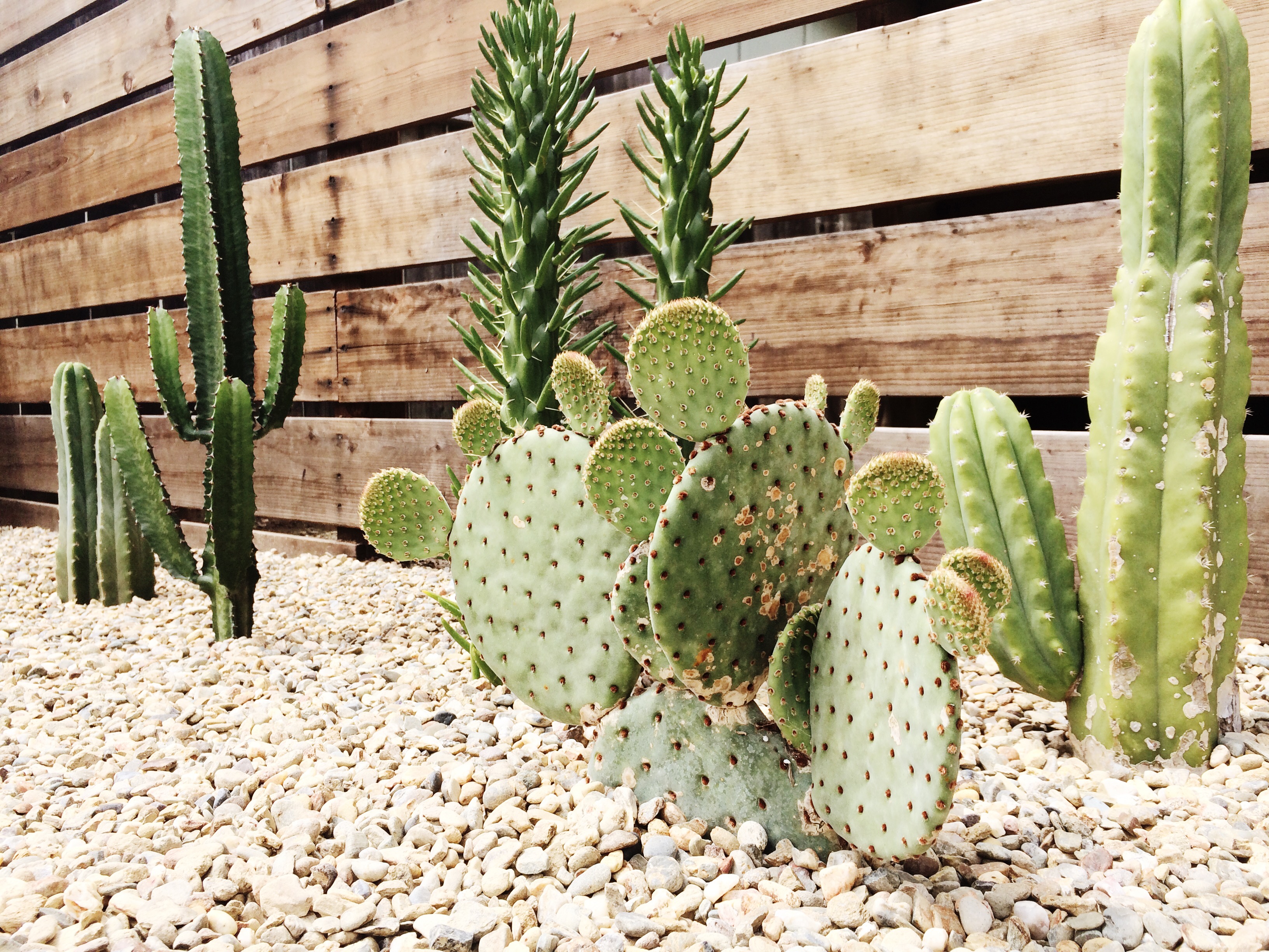 growing cactus garden