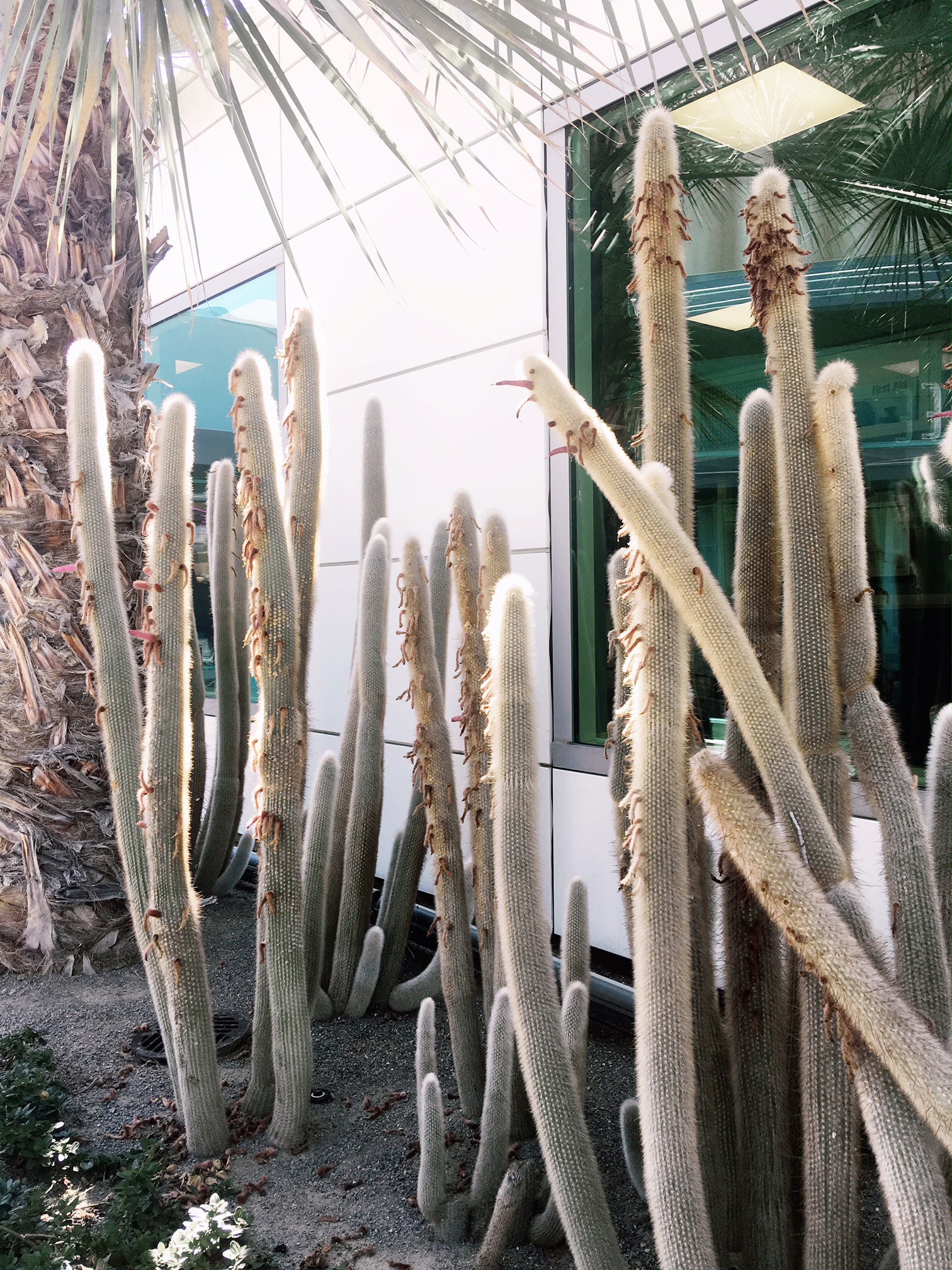 Cactus at Disneyland